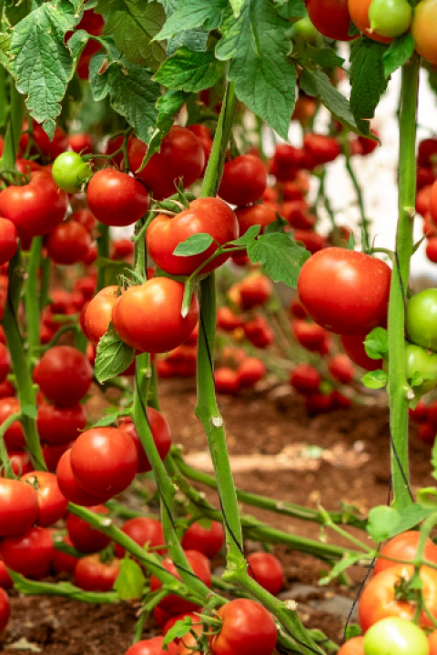Rows of ripe red cherry tomatoes growing on vines in a greenhouse