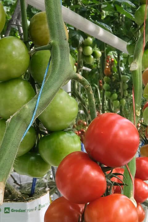 tomaten_1920x720