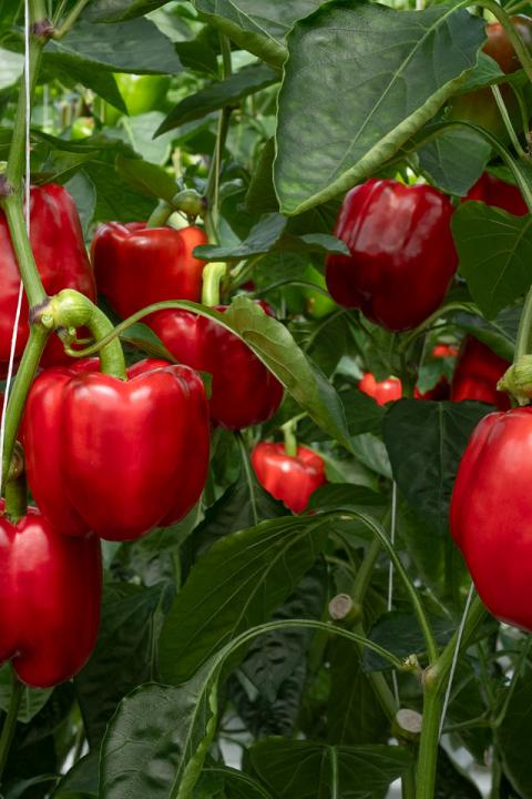 paprika_1920x720
