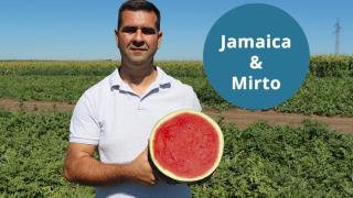 Jamaica és Mirto - Az ideális kapcsolat
