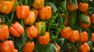 pepper
