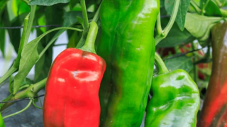 home page hero pimiento cascadura
