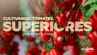 Spanish ad with red tomatoes on vine: “Cultivando tomates superiores” and Syngenta logo