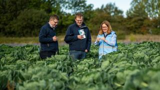 Three adults in a cabbage field, chatting outdoors