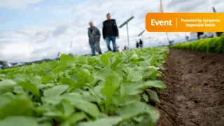 Low-angle photo of green crops in a field with three people walking in the background