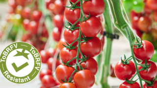 Tomato-resistant-to-ToBRFV