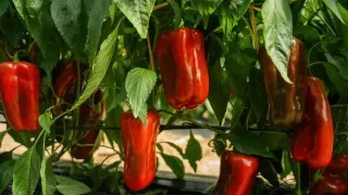 Red bell peppers growing on a plant among green leaves