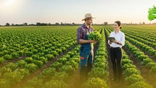 Two farmers inspecting crops in a green field at sunset