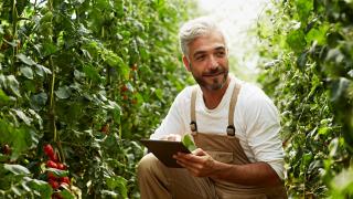 Farmer crouching in a greenhouse aisle, holding a tablet among tomato plants