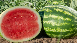 Half watermelon showing red flesh beside whole striped watermelon in a field