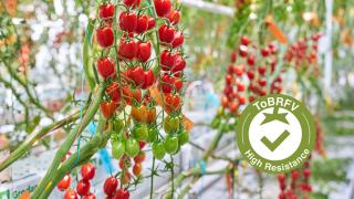 A Syngenta a ToBRFV-re erősen ellenálló (High resistance-HR) fajtákkal bővíti paradicsomkínálatát