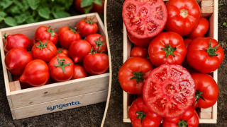 Crates of red tomatoes, including sliced tomatoes, on a rustic surface