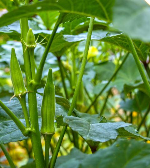 okra