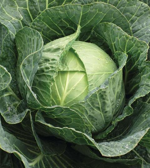 cabbage hero banner