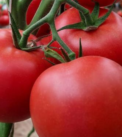 hero banner tomatoes