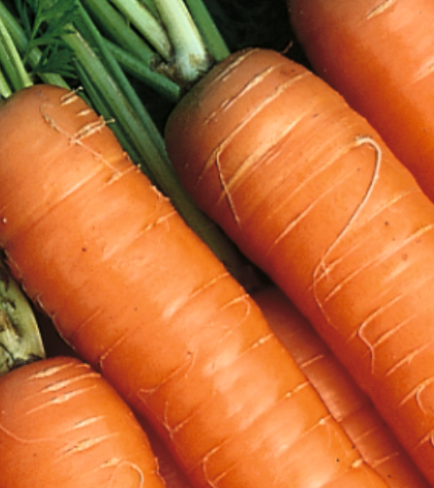 carrot portfolio hero banner