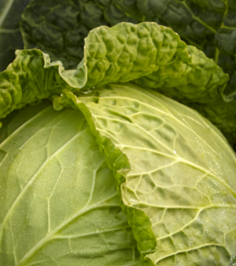 savoy cabbage hero banner