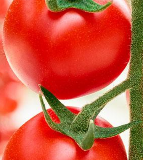 hero banner tomato