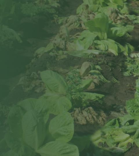 Romaine lettuce