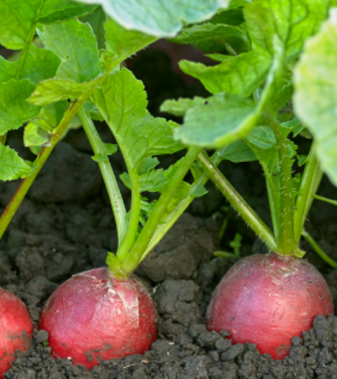 banner home radish