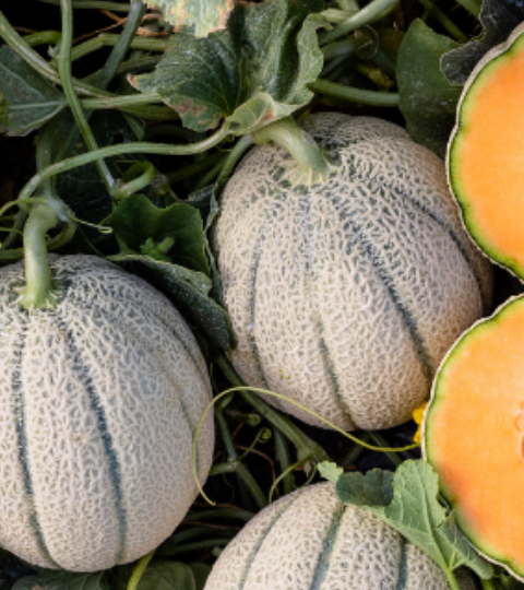 portfolio melon