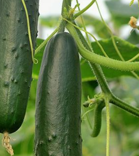 portfolio cucumber
