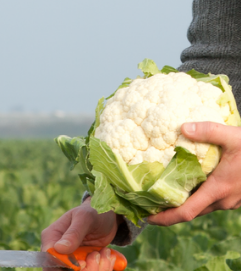 cauliflower portfolio