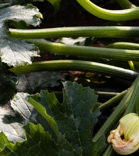 zucchini_hero