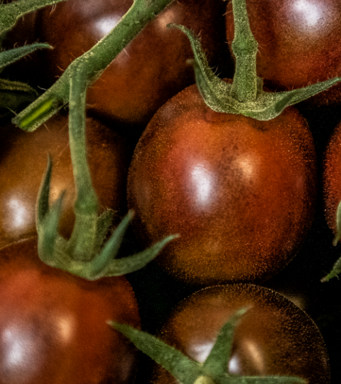 tomatovision