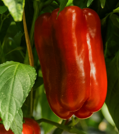 pepper portfolio - morocco