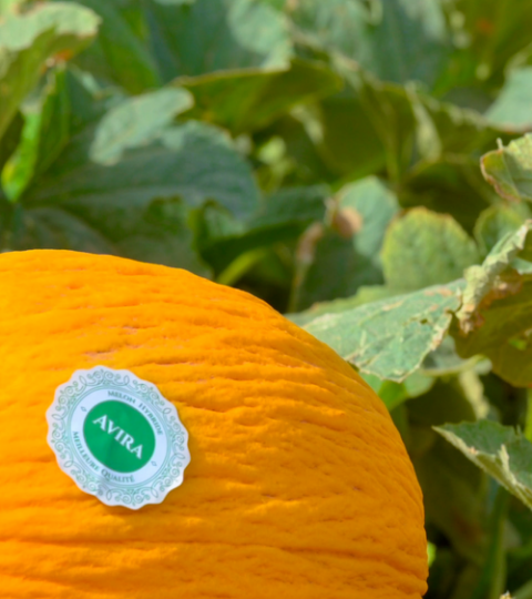 melon hero banner
