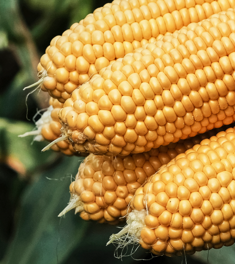 corn hero banner