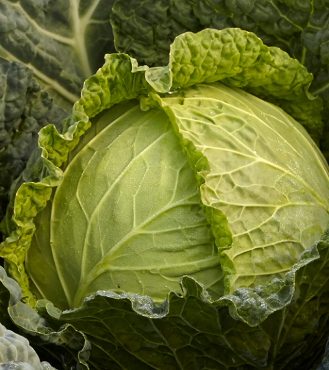 landing_page_hero_savoycabbage