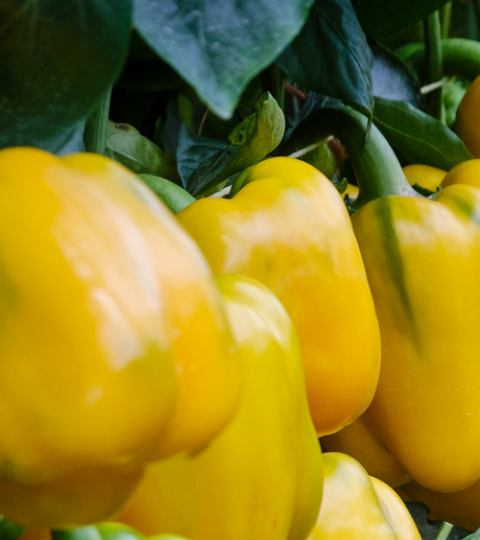 Peppers image
