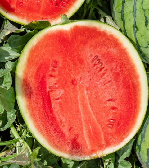 watermelon hero banner