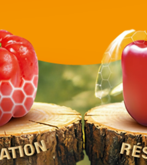 Pepper Innovation Day