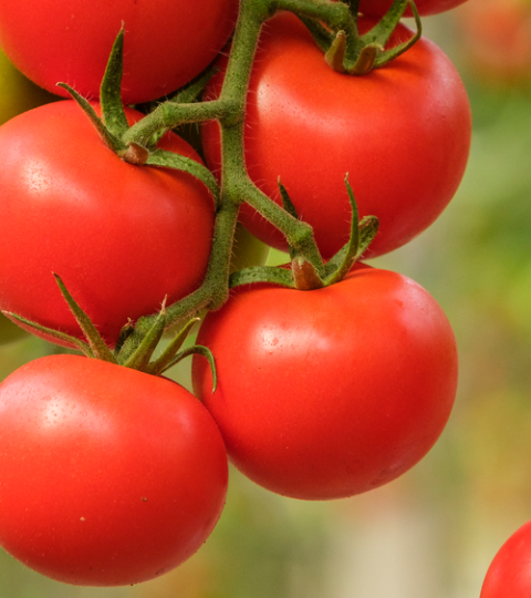 Landing page hero tomato