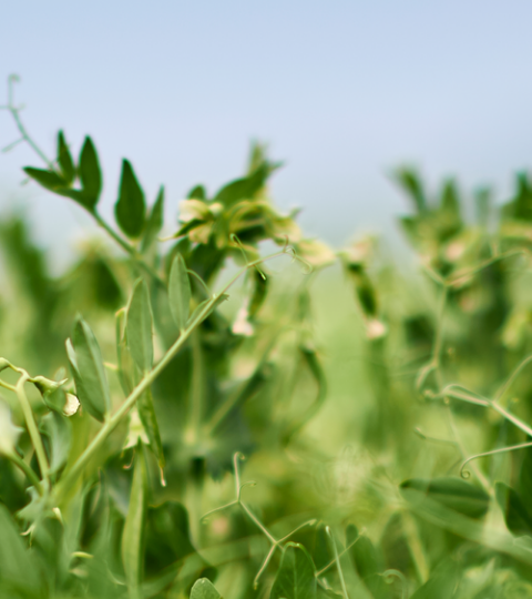 landing page hero peas
