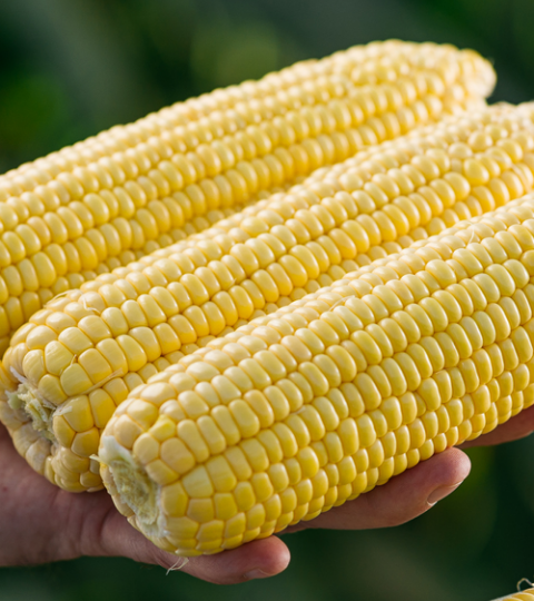 landing page hero sweetcorn
