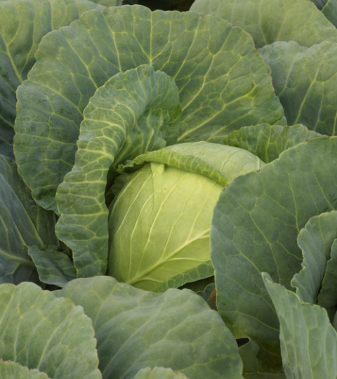 landing page hero cabbage
