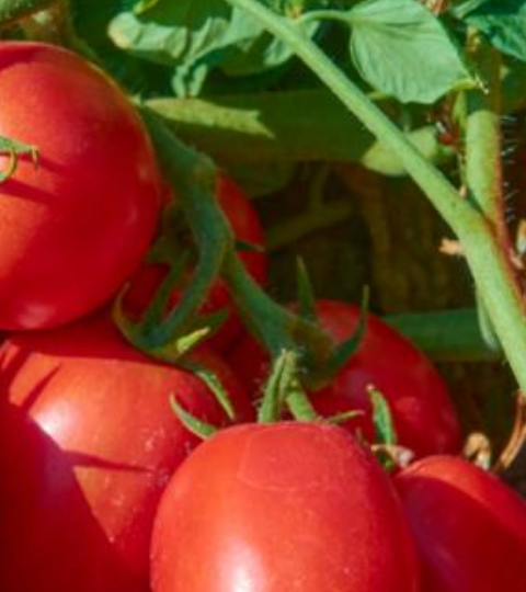 landing page hero tomato BQ273