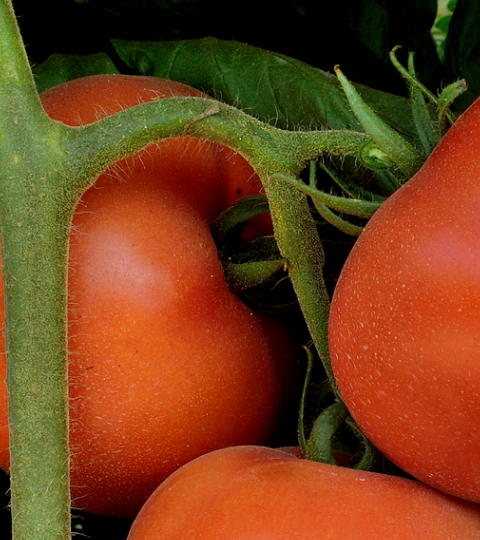 landing page hero tomato noa