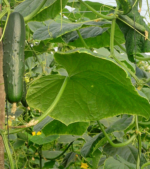 landing page hero mirage cucumber