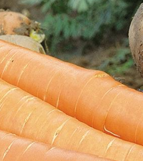 landing page hero carrot