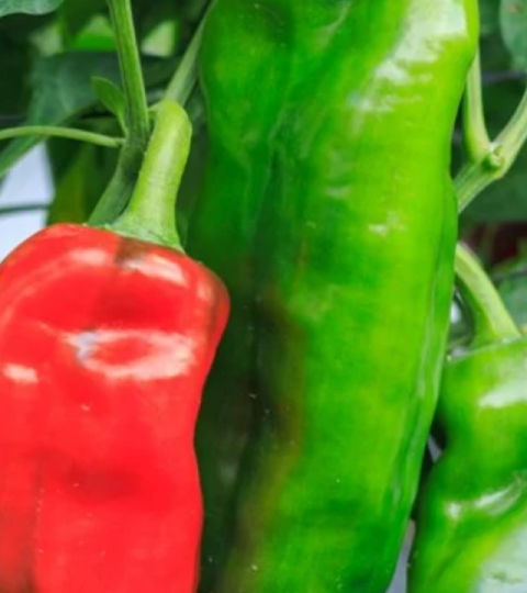 home page hero pimientos 