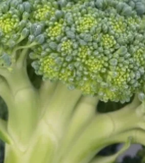 landing page hero broccoli