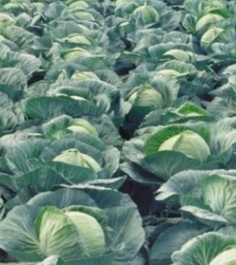 landing page hero cabbage