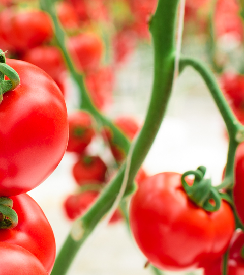 landing_page_hero_tomatoes