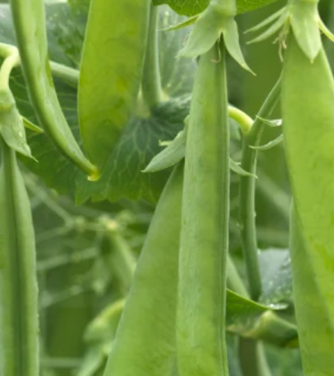 landing page hero pea