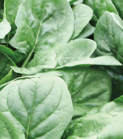 landing page hero brassicas